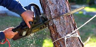 Best Emergency Tree Removal  in Fort Pierce South, FL