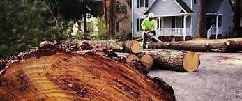 Best Tree Maintenance Programs  in Fort Pierce South, FL