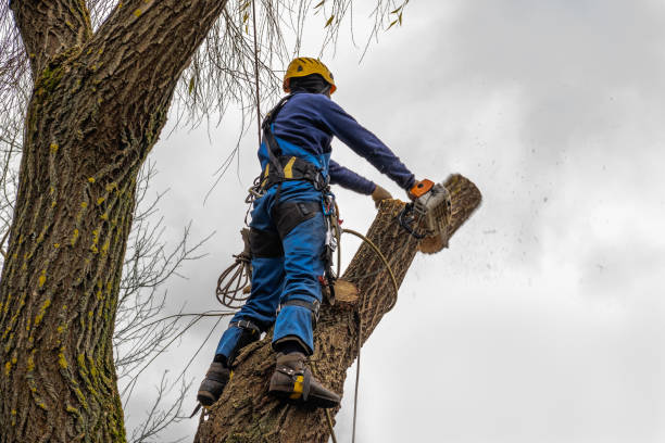 Best Tree and Shrub Care  in Fort Pierce South, FL