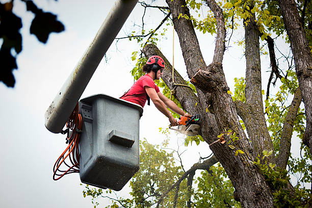 Best Tree Preservation Services  in Fort Pierce South, FL